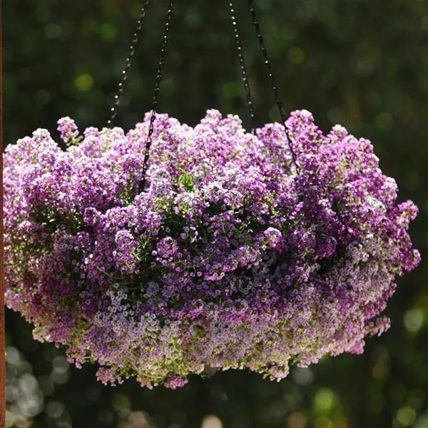 Alyssum Clear Crystals Lavender Shades Flower Seeds