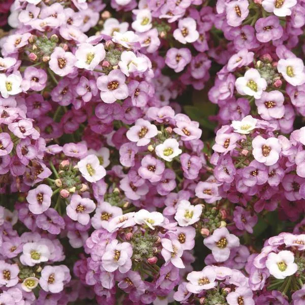 Alyssum Clear Crystals Lavender Shades Flower Seeds