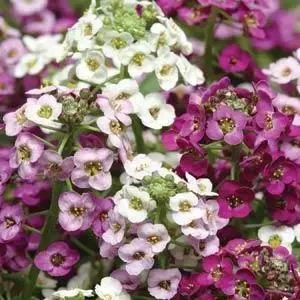 Alyssum Clear Crystals Mix Flower Seeds