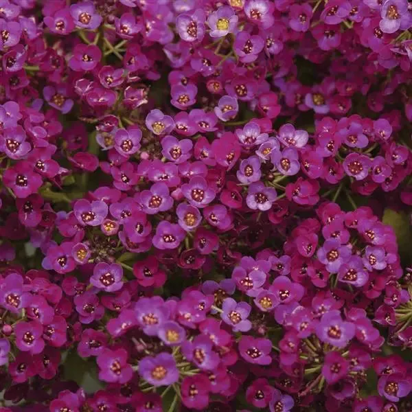 Alyssum Clear Crystals Purple Shades Flower Seeds