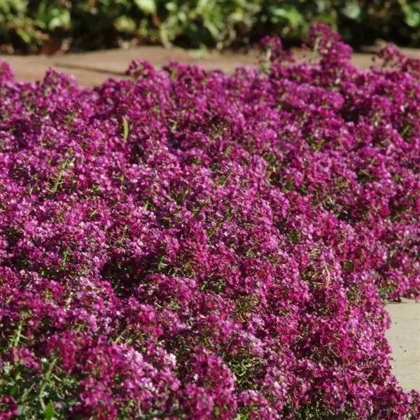 Alyssum Clear Crystals Purple Shades Flower Seeds