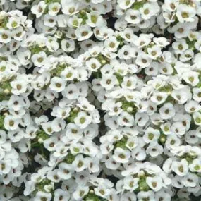 Alyssum Clear Crystals White Flower Seeds