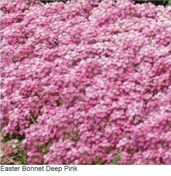 Alyssum Easter Bonnet Deep Pink Flower Seeds