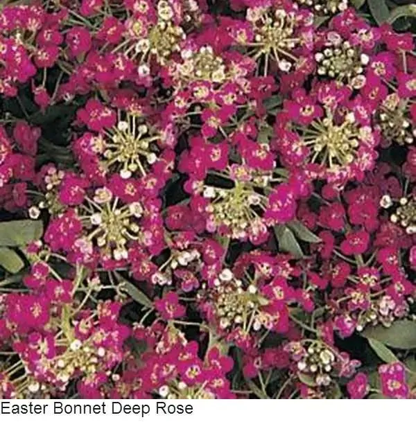 Alyssum Easter Bonnet Deep Rose Flower Seeds