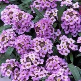 Alyssum Easter Bonnet Lavender Flower Seeds