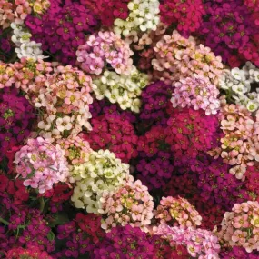 Alyssum Easter Bonnet Mix Flower Seeds