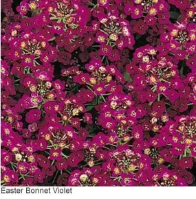 Alyssum Easter Bonnet Violet Flower Seeds