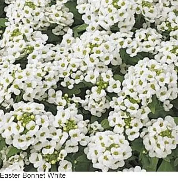 Alyssum Easter Bonnet White Flower Seeds