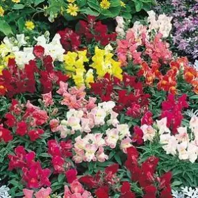 Antirrhinum Floral Showers Mix Flower Seeds