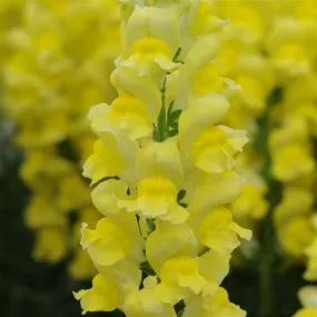 Antirrhinum Potomac Early Yellow Flower Seeds