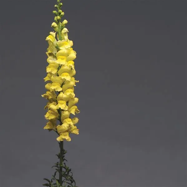 Antirrhinum Potomac Early Yellow Flower Seeds