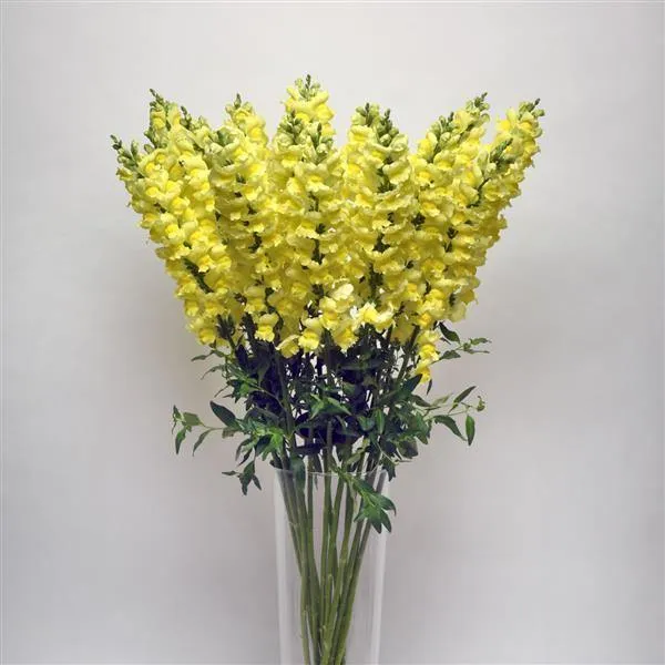 Antirrhinum Potomac Early Yellow Flower Seeds