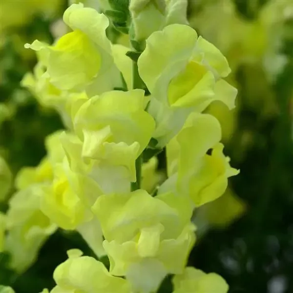 Antirrhinum Rocket Golden Flower Seeds