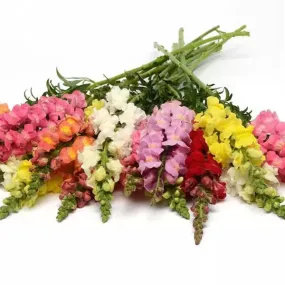 Antirrhinum Rocket Mix Flower Seeds