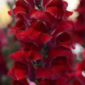 Antirrhinum Rocket Red Flower Seeds