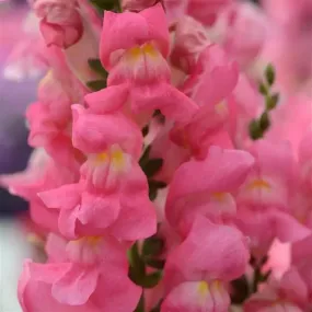 Antirrhinum Rocket Rose Shades Flower Seeds