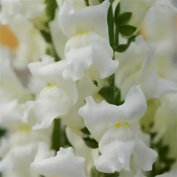 Antirrhinum Rocket White Flower Seeds