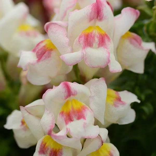 Antirrhinum Snapshot Appleblossom Flower Seeds