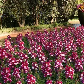 Antirrhinum Snapshot Burgundy Bicolor Flower Seeds