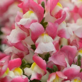 Antirrhinum Snapshot Coral Bicolor Flower Seeds