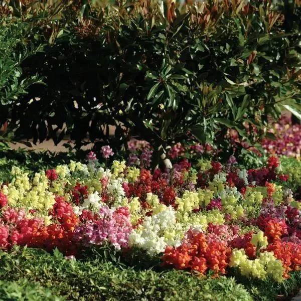 Antirrhinum Snapshot Mix Flower Seeds