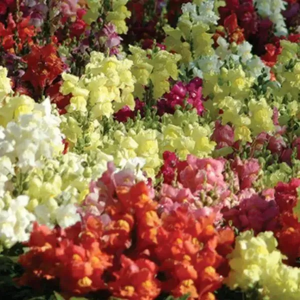 Antirrhinum Snapshot Mix Flower Seeds