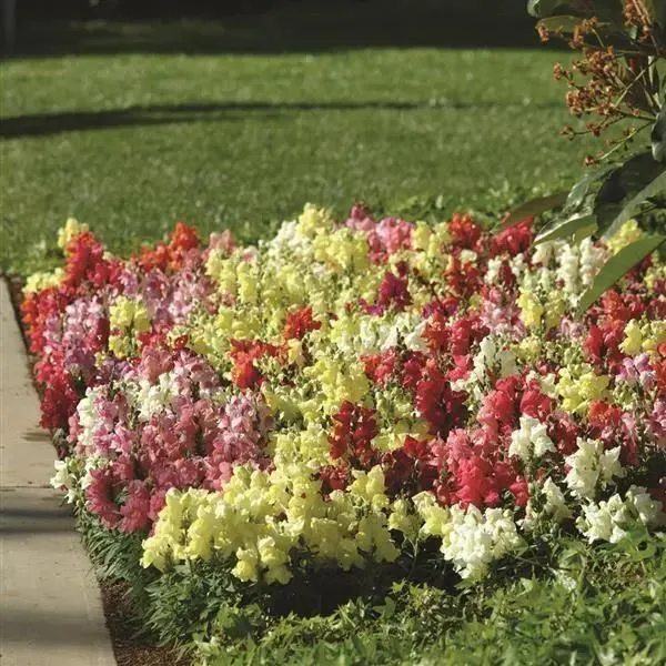 Antirrhinum Snapshot Mix Flower Seeds