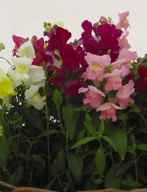 Antirrhinum Snapshot Mix Flower Seeds