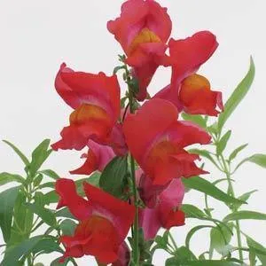 Antirrhinum Snapshot Orange Flower Seeds