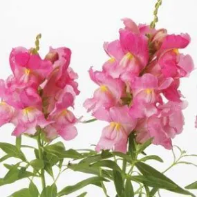 Antirrhinum Snapshot Pink Flower Seeds