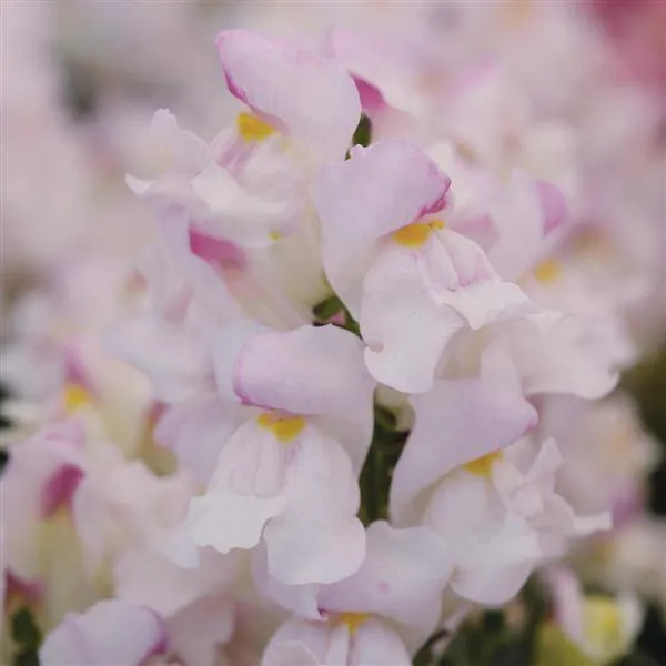 Antirrhinum Snapshot Plumblossom Flower Seeds