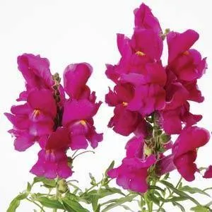 Antirrhinum Snapshot Purple Flower Seeds