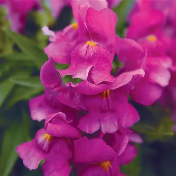 Antirrhinum Snapshot Purple Flower Seeds