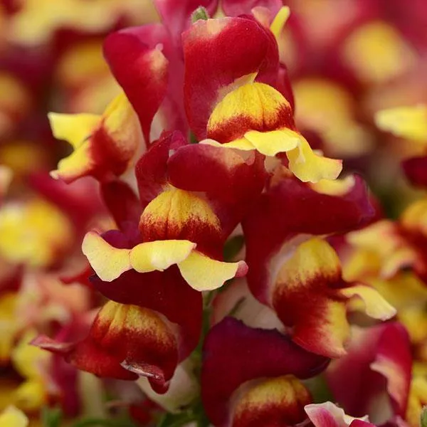 Antirrhinum Snapshot Red Bicolor Flower Seeds