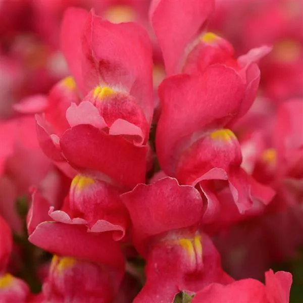 Antirrhinum Snapshot Rose Flower Seeds