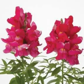 Antirrhinum Snapshot Rose Flower Seeds