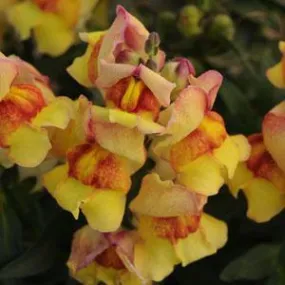 Antirrhinum Snapshot Sunset Flower Seeds