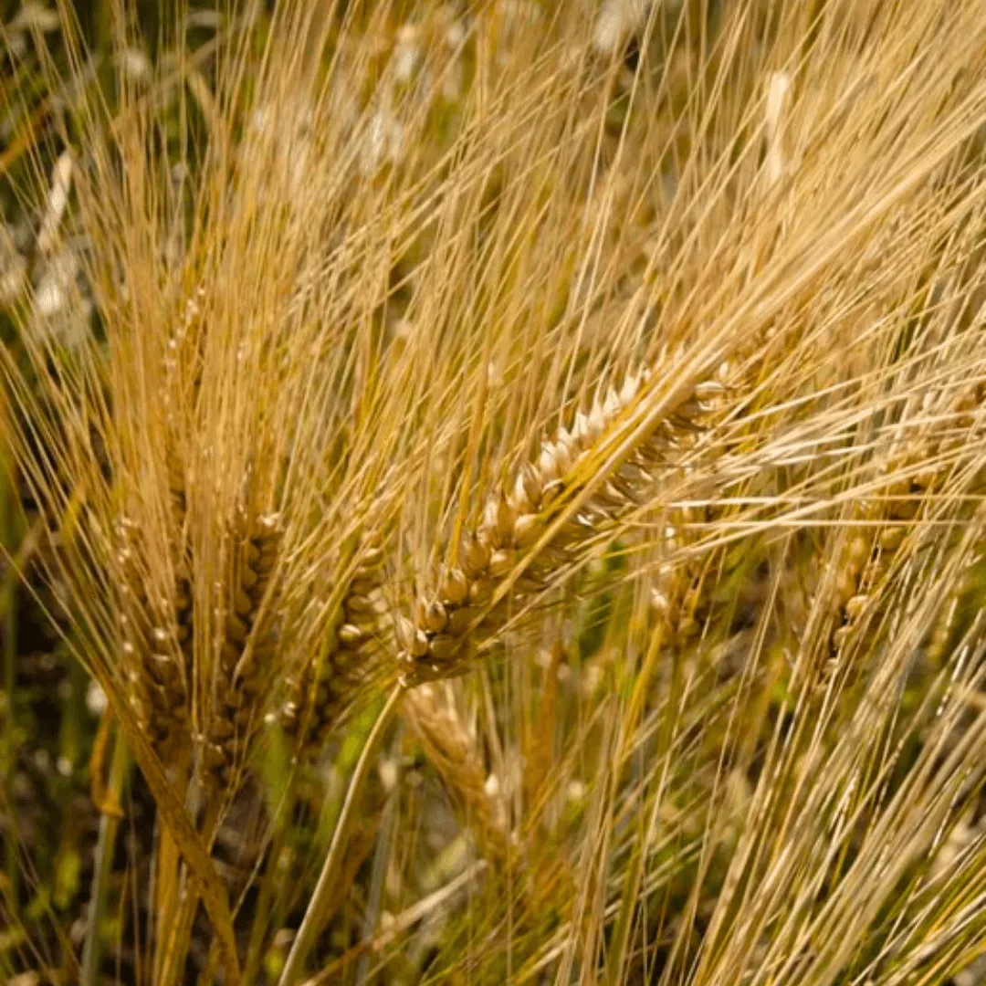 Barley Cover Crops | West Coast Seeds