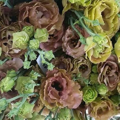 Brown Lisianthus Flower