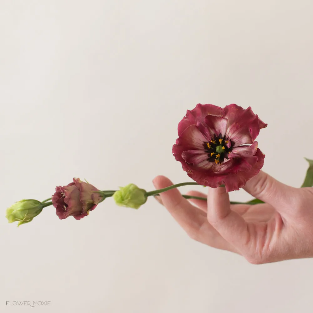 Brown Lisianthus Flower