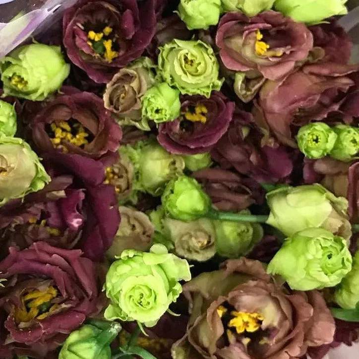 Brown Lisianthus Flower