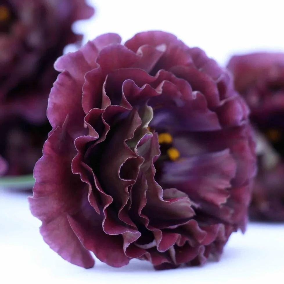 Brown Lisianthus Flower