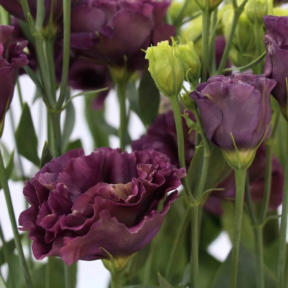 Brown Lisianthus Flower