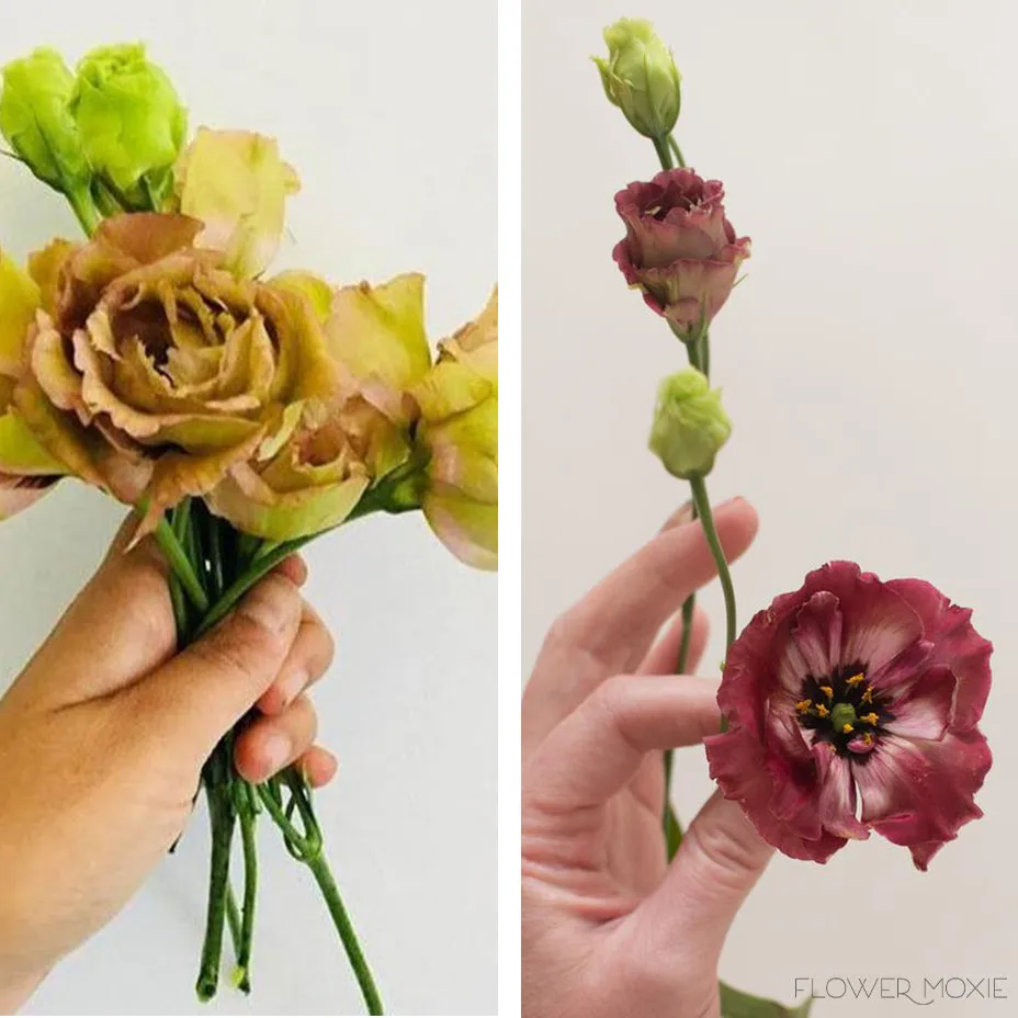 Brown Lisianthus Flower