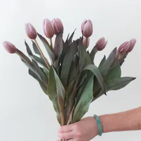 Brownie Mauve Tulip Flower