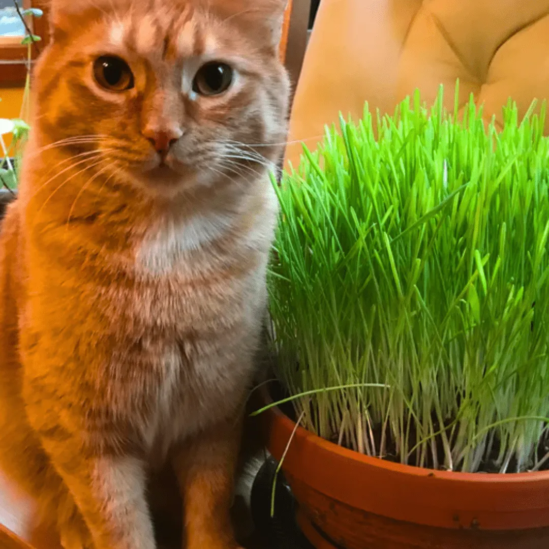 Cat Grass Ornamental Grasses | West Coast Seeds