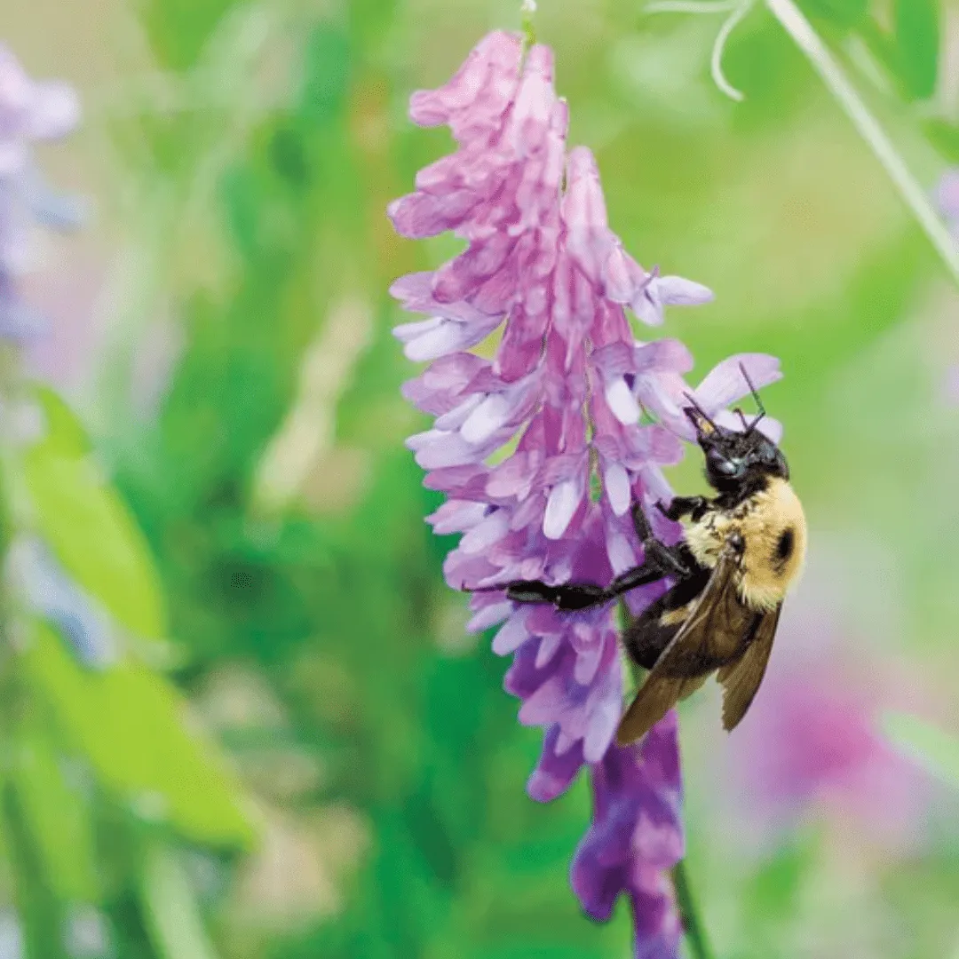 Hairy Vetch Cover Crops | West Coast Seeds