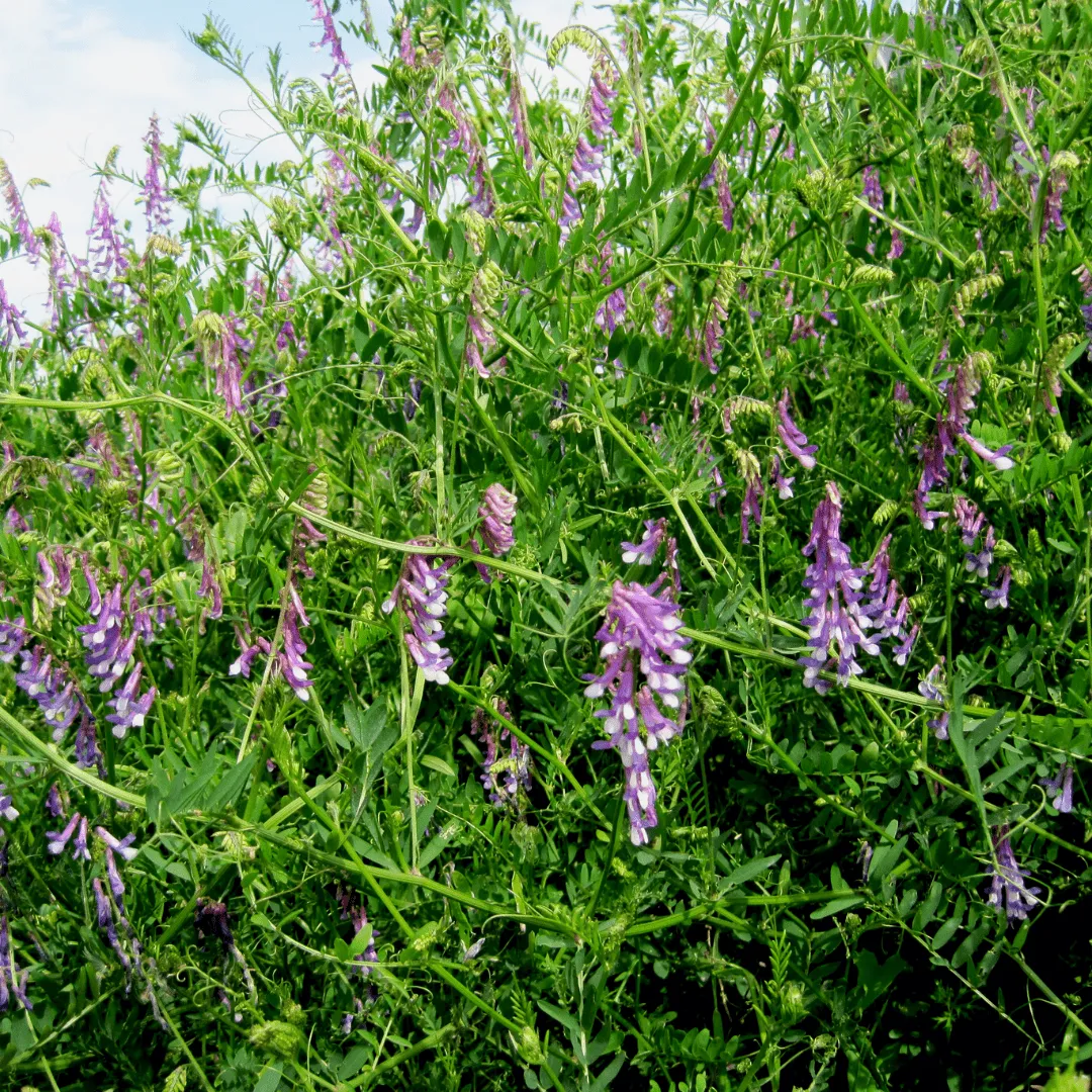 Hairy Vetch Seeds | West Coast Seeds