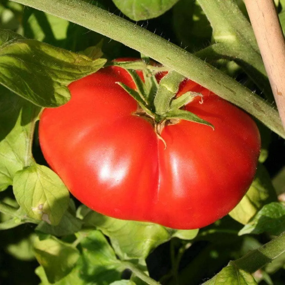 Heirloom Beefsteak Tomato Seeds (.5g) by Patriot Seeds