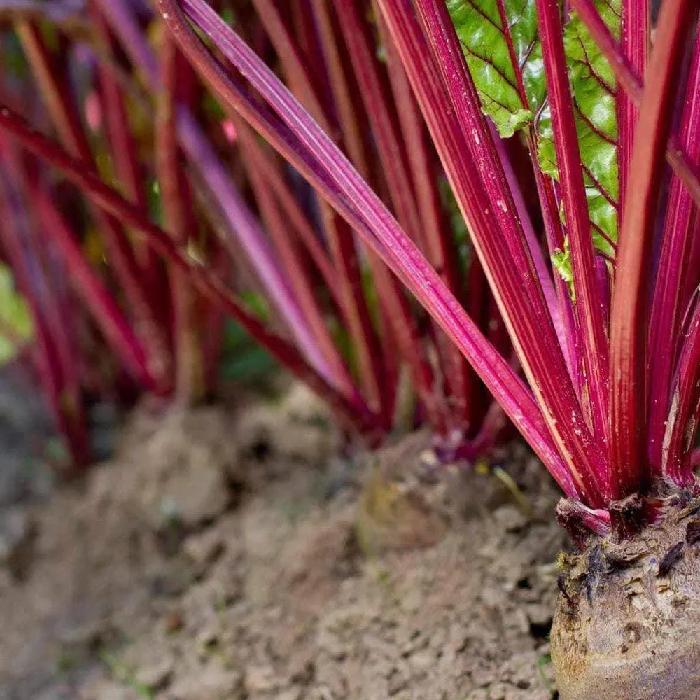 Heirloom Early Wonder Tall Top Beet Seeds (5g) by Patriot Seeds